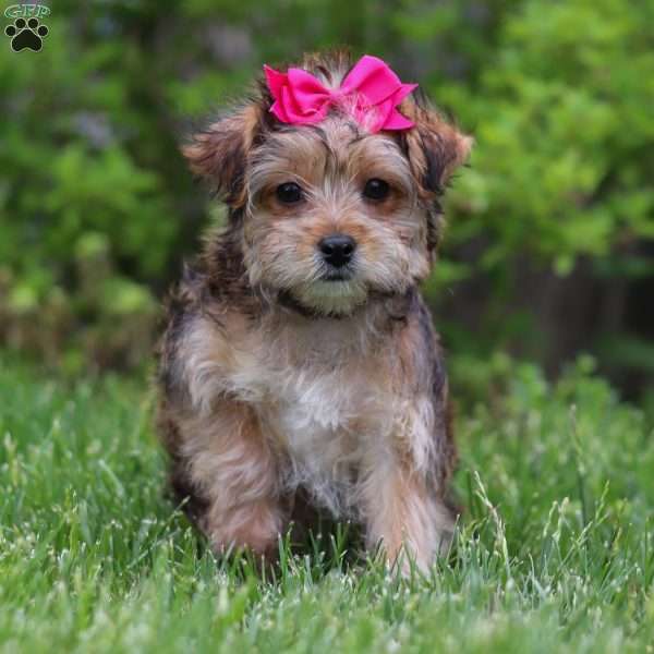 Olive, Yorkie Poo Puppy